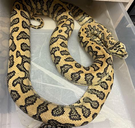 Jungle Jag Python 的图像结果