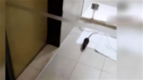 男子入住电竞酒店，在枕头下发现一窝刚出生的小老鼠：很心慌