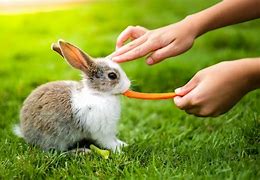 Image result for Bunny Rabbit Eating Carrot