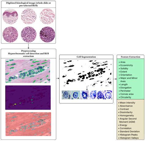 An Information-Extreme Algorithm for Universal Nuclear Feature-Driven ...