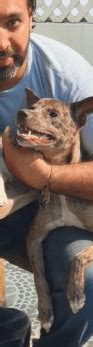 The Dangers of Live Animal Markets - FOUR PAWS International - Animal ...