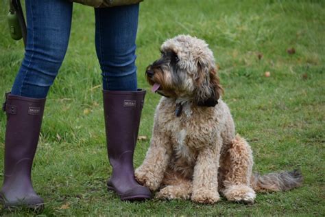 Image result for Working Cockapoo Gun Dog