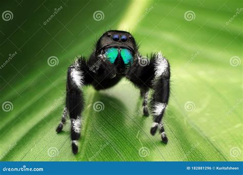 Jumping Spider Closeup Face Stock Photo - Image of cute, magnify: 182881296