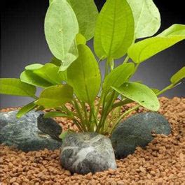 Buy Aquarium Plants Online in India at the Best Price – Fishykart.in