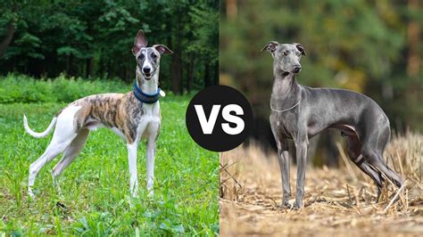 Italian Greyhound Size Italian Greyhound Friends Of The Dog