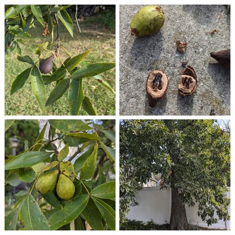 What are these two nut producing trees? Baltimore County, Maryland, USA : r/whatsthisplant