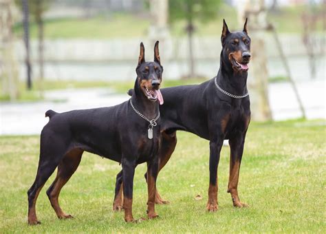 Doberman Ear Cropping: Everything You Need to Know