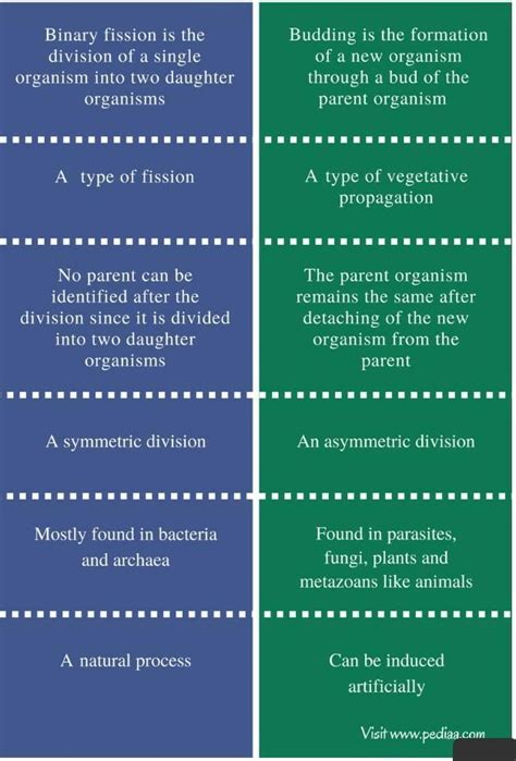 what are the difference between Binary fission and Budding? - Brainly.in