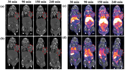 Radiolabeled Dendrimers for Nuclear Medicine Applications
