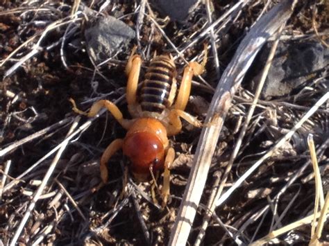 Cricket or Cootie? - Wild About Utah