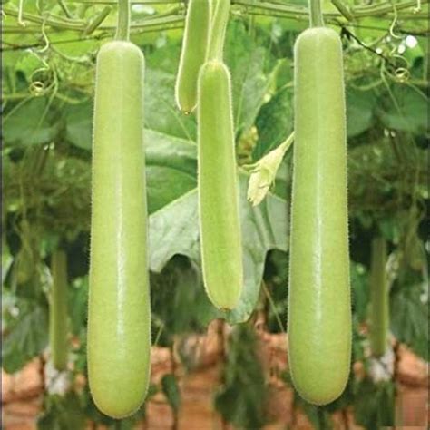 VibeX ® RXI-261 Pusa Meghdoot Bottle Gourd Seed Seed Price in India ...