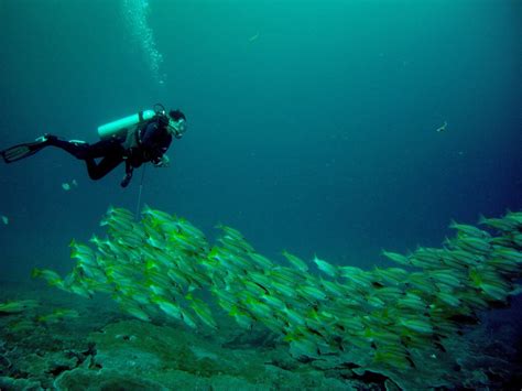 BORNEO DIVE NETWORK (2026) All You Need to Know BEFORE You Go (with ...