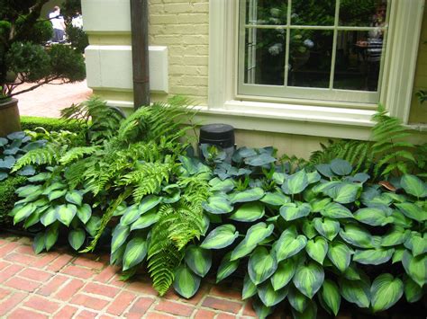 Shade Garden with Ferns and Hostas