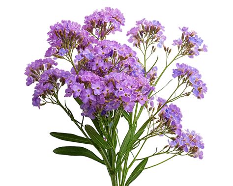 Limonium – Larosestudio