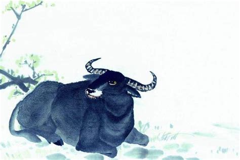 1997年出生的牛是火牛还是水牛命运怎么样在线算命(属相牛中水牛跟火牛的性格)