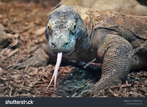 Komodo Dragons Teeth