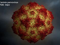 parvovirus 的图像结果