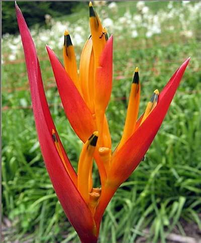 Green Brigade Heliconia 5 Rhizomes Fireflash : Amazon.in: Garden & Outdoors