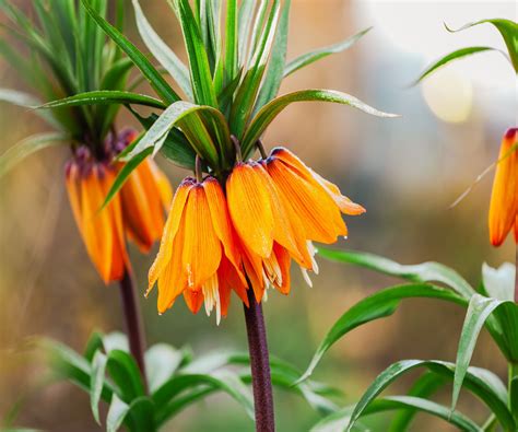 Skunk-repellent plants: 7 plants to help banish these pests | Homes and ...