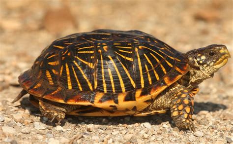 Image result for Different Types of Box Turtle