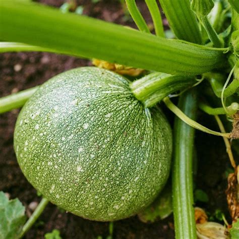 Puspita Nursery Green Squash Seeds – 10gm | High Yield Vegetable Seeds