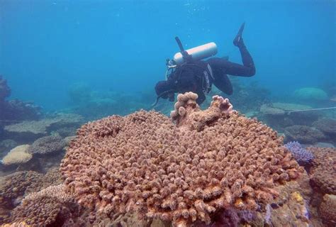 Scientists Record Biggest Ever Coral Die-Off on Australia's Great ...