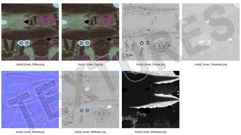 3D Mexican Brown Axolotl Rigged model | 3D Molier International