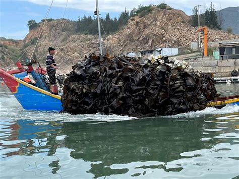 China Supplier Shredded Laminaria Japonica Machine Dried Kelp Kombu - Kombu and Kelp