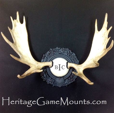 Monogram Heritage Stag© Antler Panel » Heritage Game Mounts