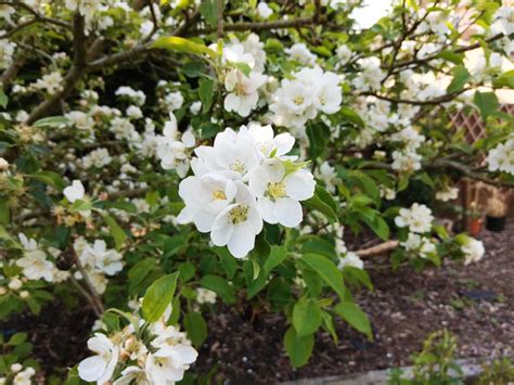 Image result for Huawei Android Tablet