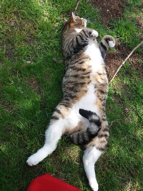 What animal eats rabbits: Top 9 wildlife species - Micro Farm Days