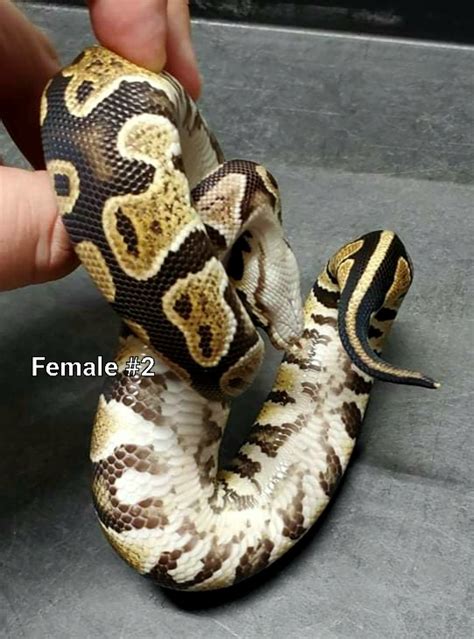 Image result for Giant Ball Python