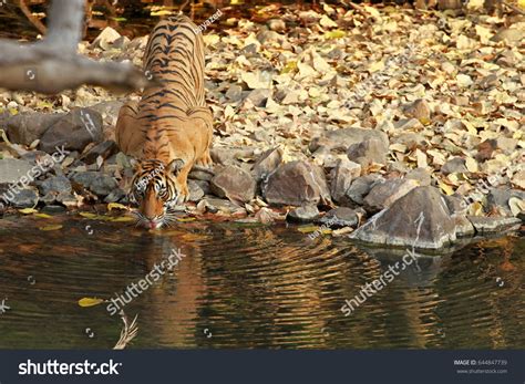 Bengal Tiger Bing Wallpaper 的图像结果