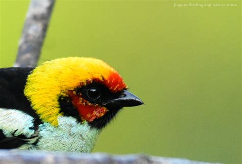 The Richer Parts of Bogotá Have More Birds — And Scientists Say It's Not A Coincidence