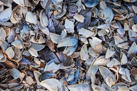 Image result for Shells Lil