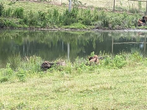 Atlanta Safari Park - Bison and water buffalo - ZooChat