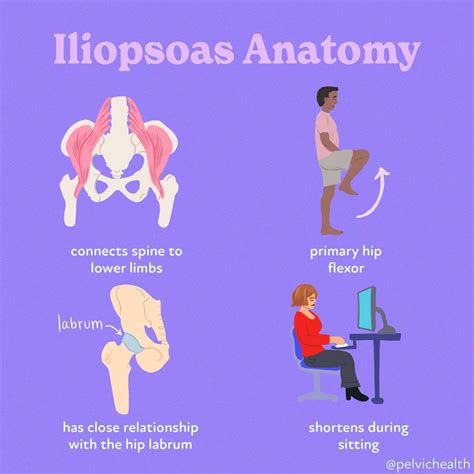 Iliopsoas Psoas Major | Complete Anatomy