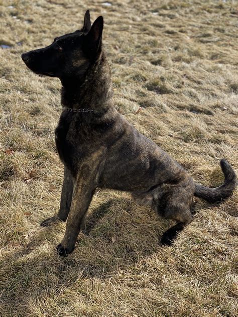 Dutch Shepherd