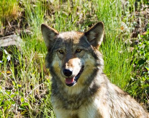 Image result for Yellowstone Park Wolves