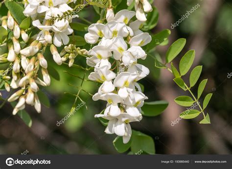 Black Locust Flower