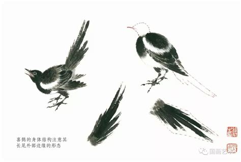 图文教程：山喜鹊画法步骤解析-搜狐大视野-搜狐新闻