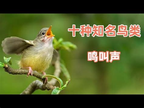10种知名鸟类鸣叫声，堪称大自然的歌唱家，第四名还会唱生日歌[影音] - 每日大小事