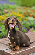 Image result for Top 16 Cutest Dog Breeds