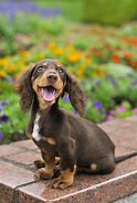 Image result for Top 5 Cutest Pets in the World