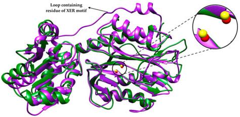 Structure-Function and Industrial Relevance of Bacterial Aminopeptidase P