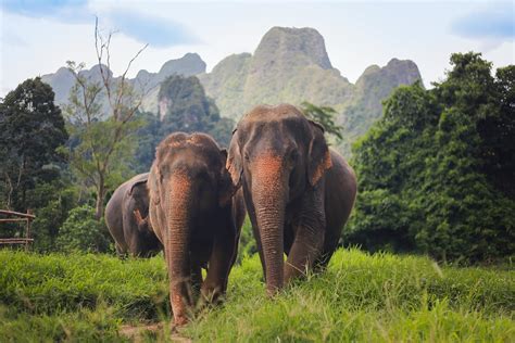 Wildlife In Khao Sok National Park