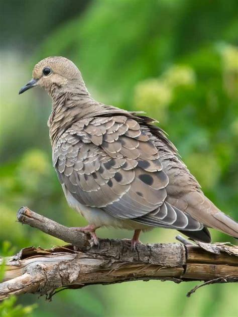 Symbolism of Mourning Dove: 20 Spiritual Meanings