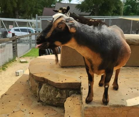 Zoo Crew 2025, Oschner Park & Zoo, Baraboo, 1 June 2025 | AllEvents