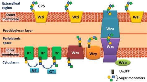 ABSD: Acinetobacter baumannii K-antigen three-dimensional Structure ...