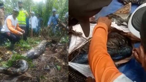 22-foot long python swallows woman alive, body found in stomach - WORLD ...